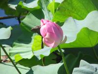 Albums/20060800-China Aug 2006/20060804-Shenyang University/36